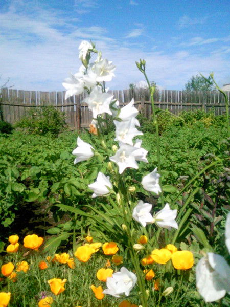 Алена Гребенькова