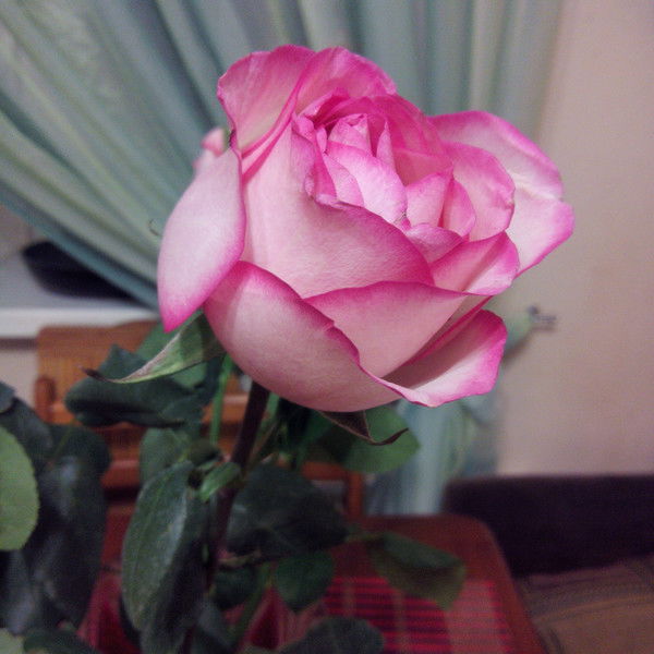 Эльмира Лаврова