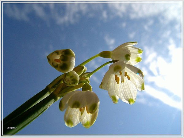 Ольга Чернова