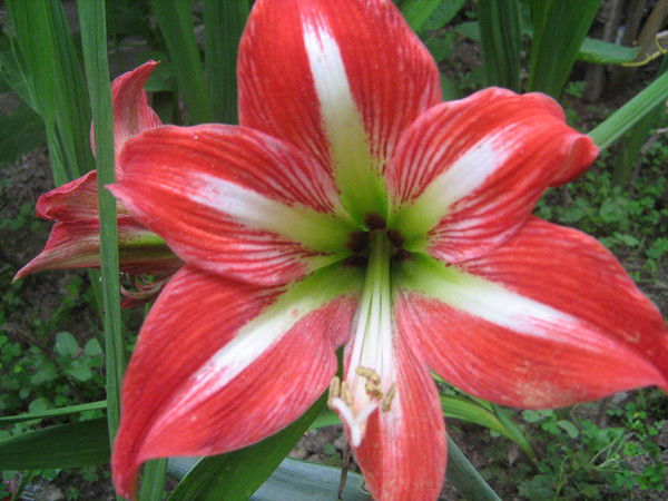 Наталья Наумова