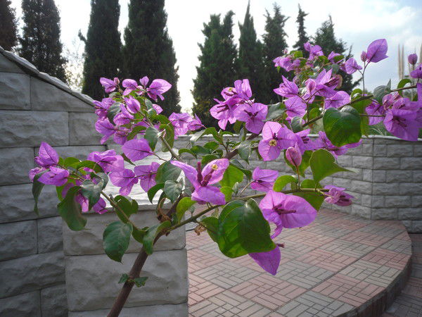 Михайленко Елена