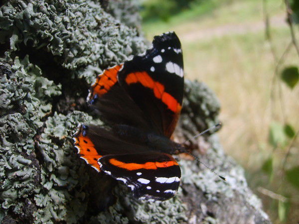 Таня Веркович