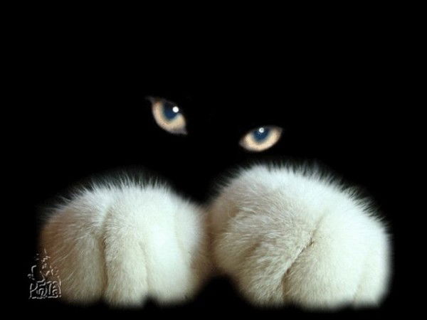 Татьяна Королева