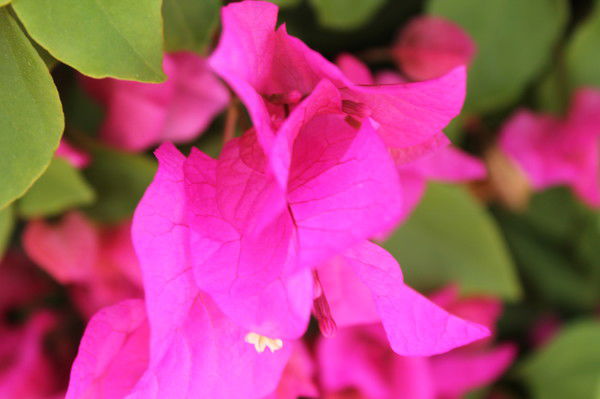 Ольга Сазонова