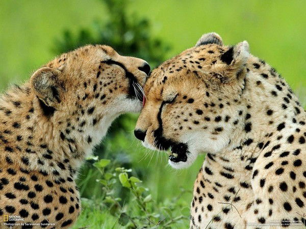 Лиза Белоконь