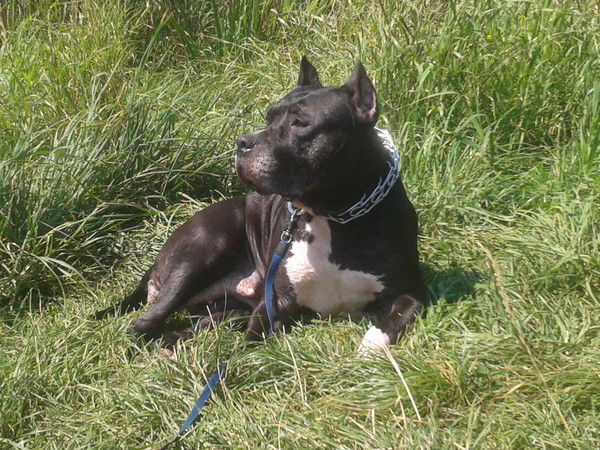 Konstantin Puskariov