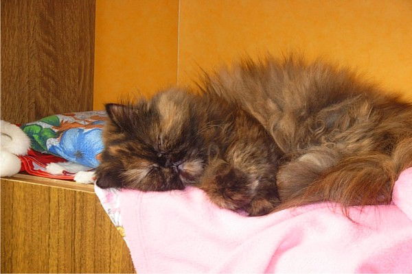 Аля Ткаченко