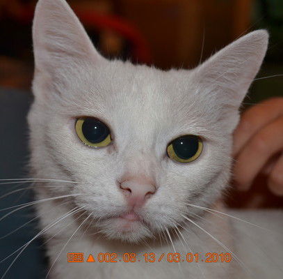 Влад Курапов