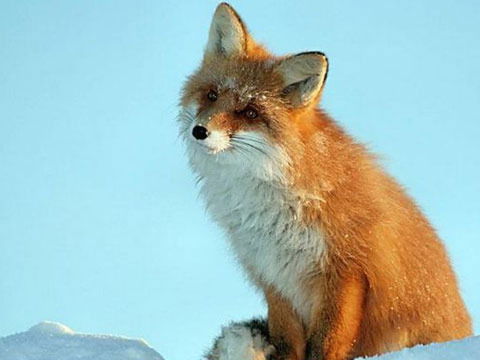 Алиса Артгольц