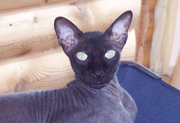 Ольга Перехвальская