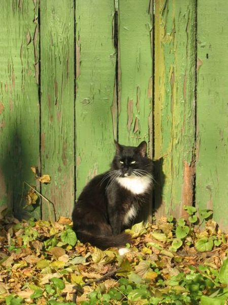 Zelenoglazii Zelenoglazii