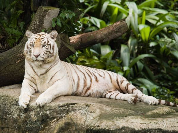 Галина Шпакова