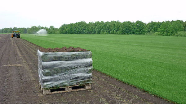 Рулонный Газон Landgrass