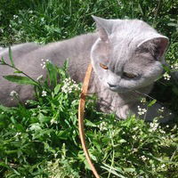 Лена Закипная