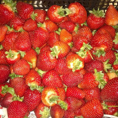 Светлана Сабадырь