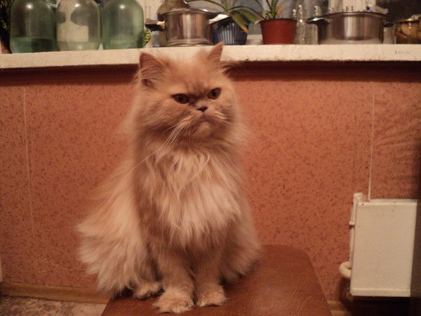 Елена Шипулина