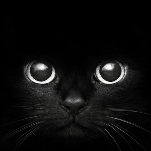 Ирина Тихонович