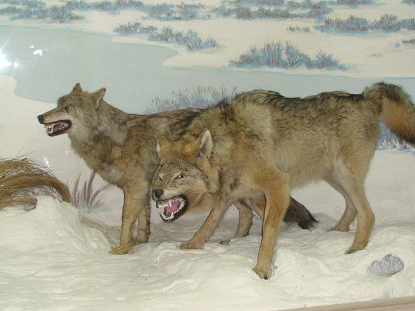 Лидия Ячменнова