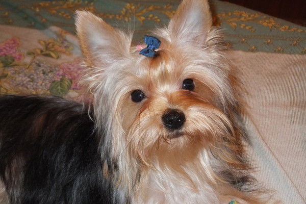 Елена Колесова