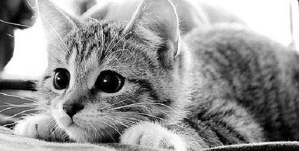 Чертовка С Нимбом