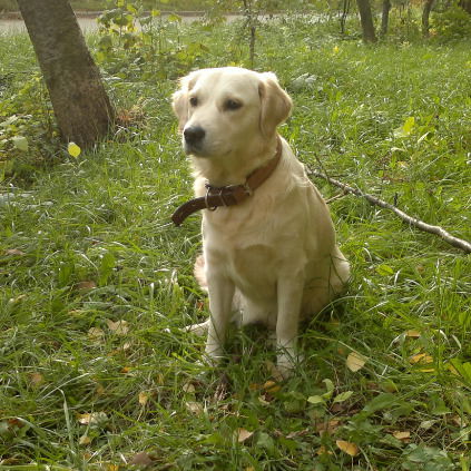 Стас Гребенников