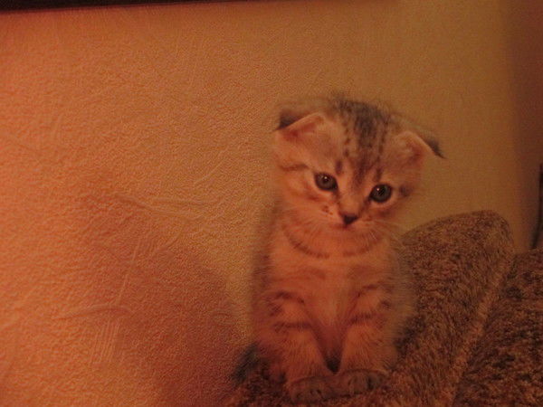 Денис Полун