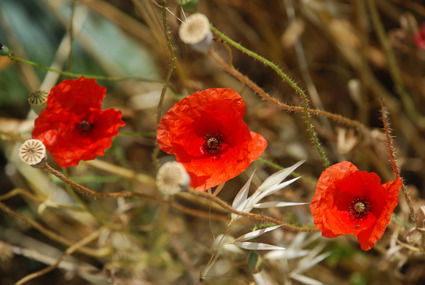 Юлия Третьякова