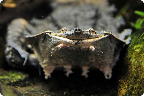 Андрей Деменков