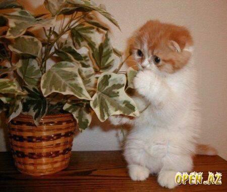 Олеся Артемова