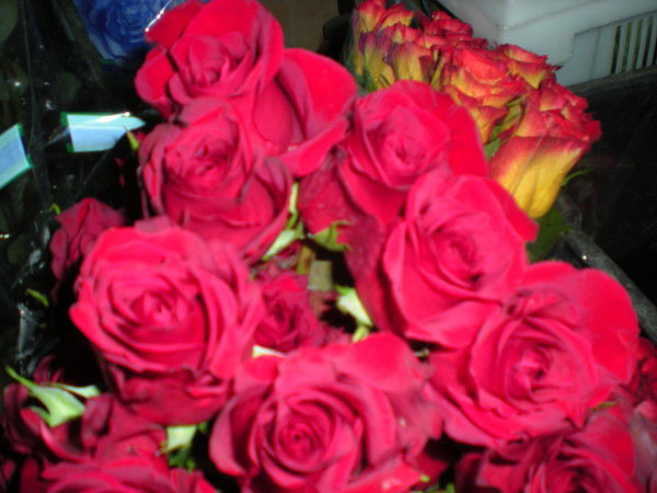 Елена Мухина