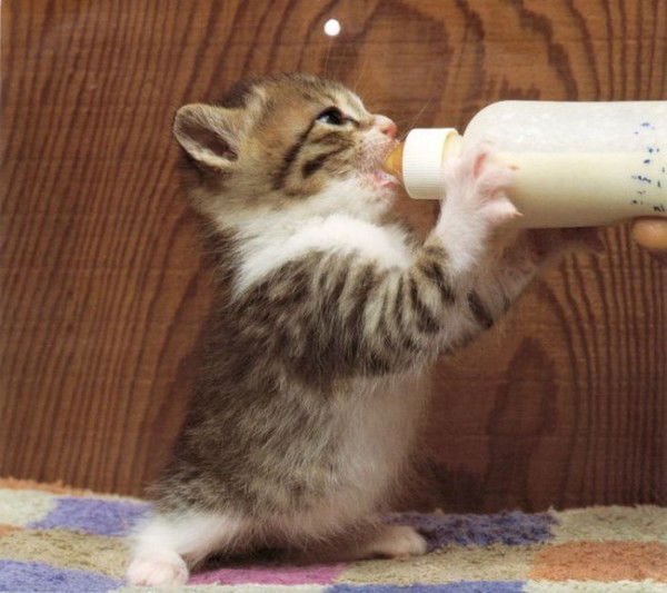 Алия Гатауллина