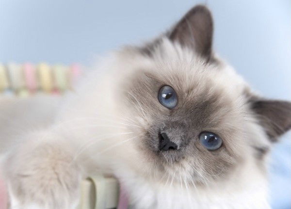 Светлана Федорова