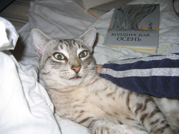 Институт Отношений