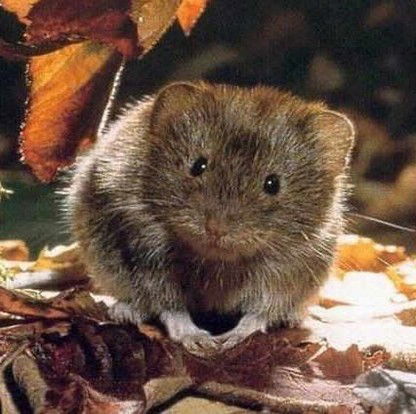 Галя Крымова