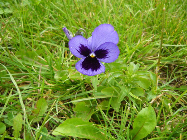 Андрей Яцуценко