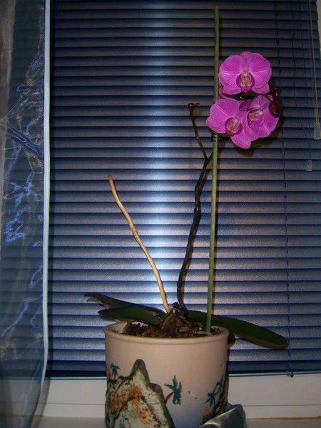 Людмила Лузан