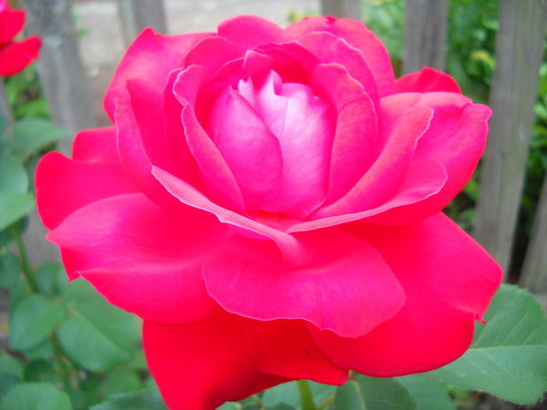 Татьяна Ельцова