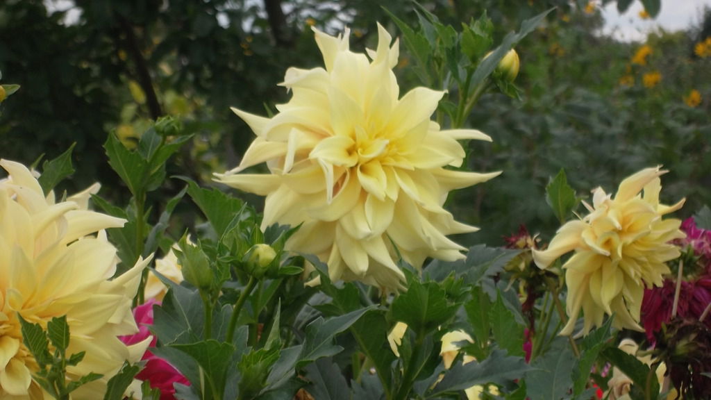 Ирина Хомякова