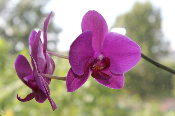 Татьяна Богданович