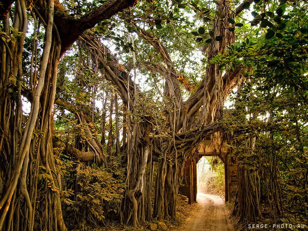 Давид Варданян