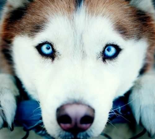 Костя Семенов