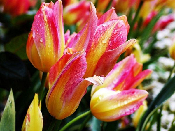 Вера Чернова