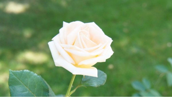 Камназарова Динара