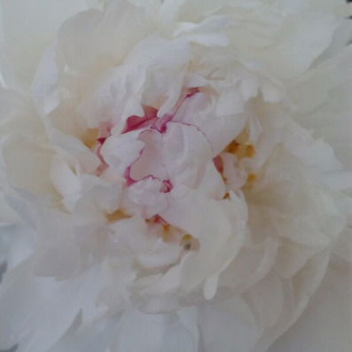 Наталья Пан