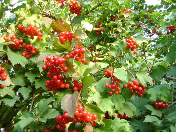 Наталья Natali