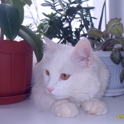 Артём Пантелеев