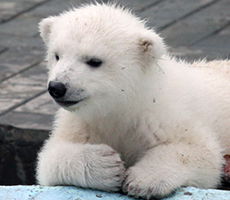 Михаил Кондрашев