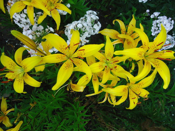 Людмила Смокотина