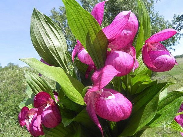 Игорь Якубенко