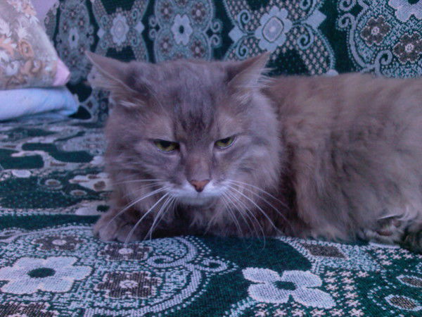 Елена Бабенко